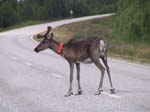 08-Reindeer roams the highways in Kuusamo