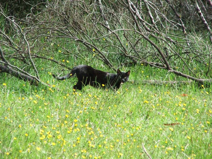 32-Feral cat (or is it a Puma) at Warratah Flats
