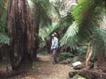 02-Heidi takes in the Errinundra rainforest