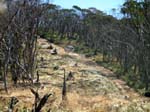 04-Zebra heads to Mt Pinnibar