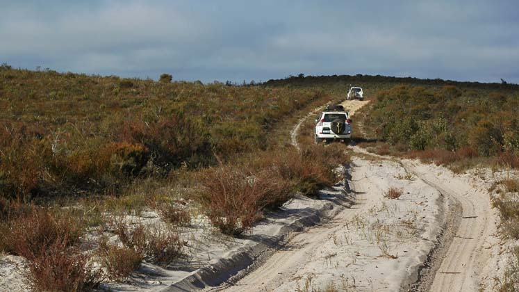 14-Zebra & Moredust take to the Lt Desert sand dunes