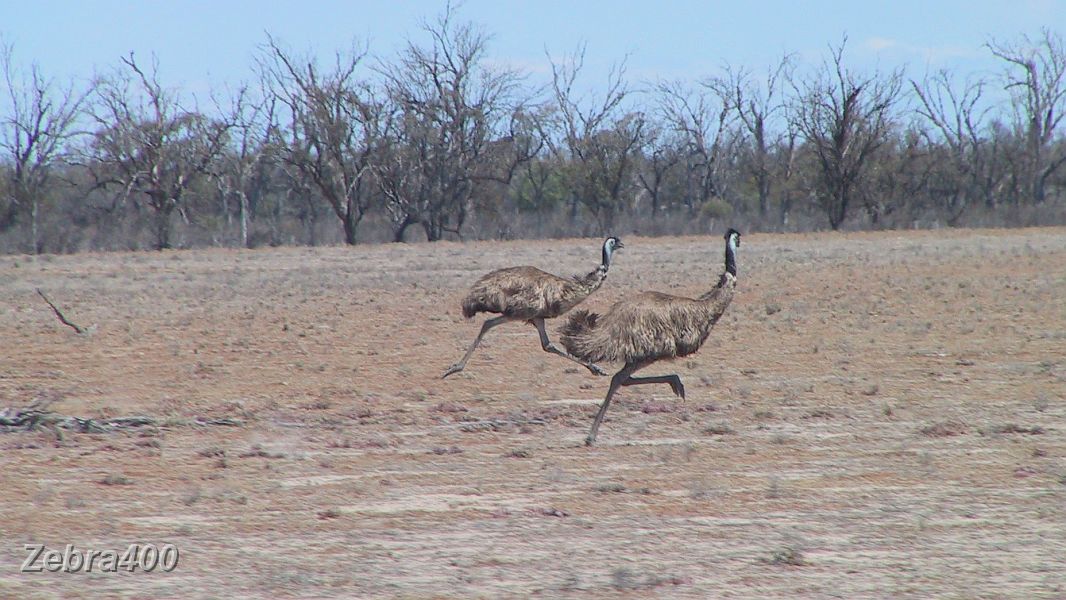 2008-10-Flinders Ranges/30-Emus in flight on Lindsay Island